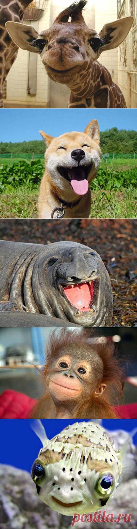 The 30 Happiest Animals In The World | Coolphotos | Daily Inspiration on Daily Inspiration on WhereCoolThingsHappen. &quot;Улыбающиеся&quot; животные, за счастье не знаю.