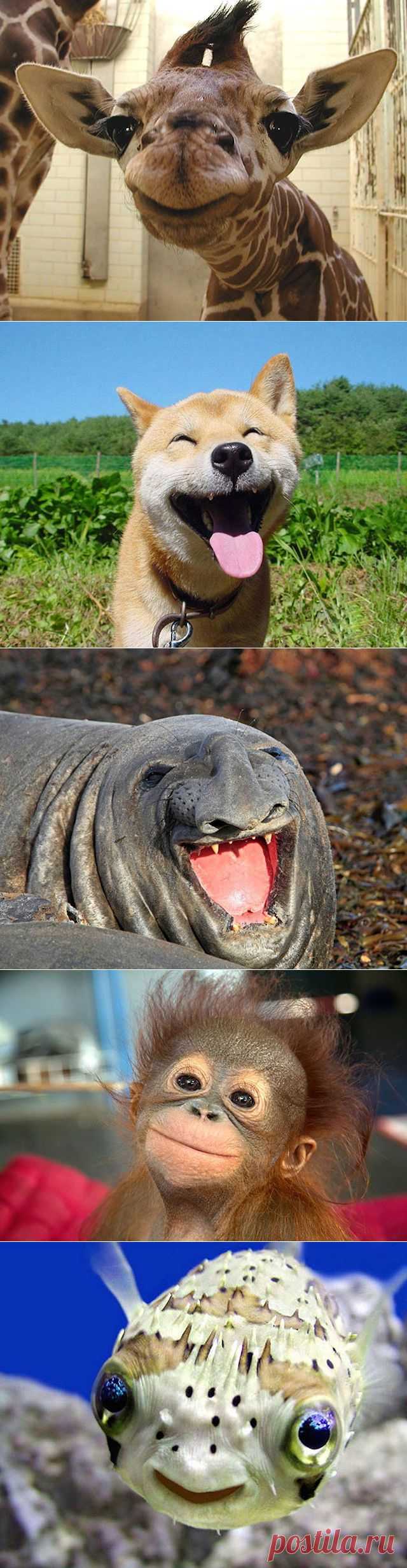 The 30 Happiest Animals In The World | Coolphotos | Daily Inspiration on Daily Inspiration on WhereCoolThingsHappen. "Улыбающиеся" животные, за счастье не знаю.