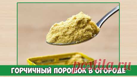 Горчичный порошок в огороде

Горчицу не жалует множество огородных вредителей, поэтому запасайте горчичный порошок, граждане-дачники. Особенно, если вы против пестицидов и двумя руками за органические овощи и фрукты.

Во-первых, горчица помогает в нелегкой борьбе со слизнями. Порошок рассыпают между растениями при первых признаках этого несносного вредителя: на капусте, перцах, хостах и т.д.

Во-вторых, горчичный порошок — один из компонентов настоя против капустной тли.

...