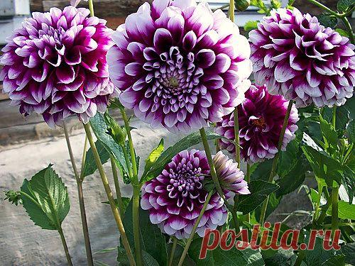 Тараторка — «пестро цветочное настроение» на Яндекс.Фотках