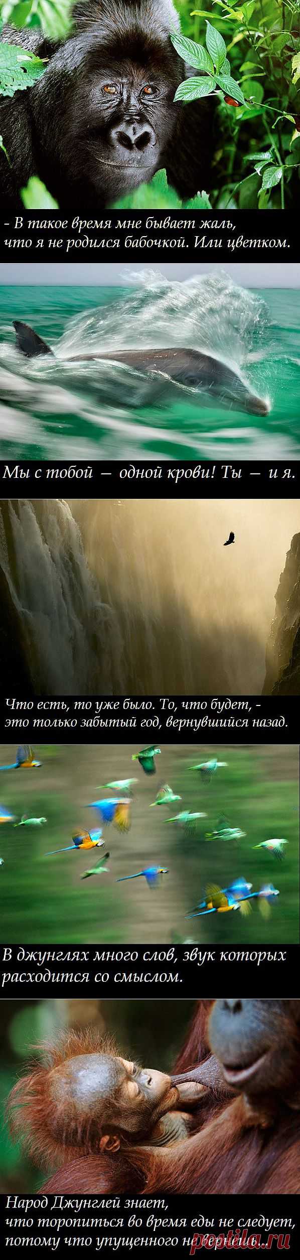 OWL Блюз - Книга джунглей