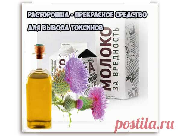 Как принимать масло расторопши, чтобы получить пользу и не нанести вред | 45 арбузов