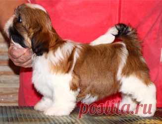 Щенки ши-тцу - Купить щенка ши-тцу Москва - Питомник ши-тцу Москва - щенки ши-тцу