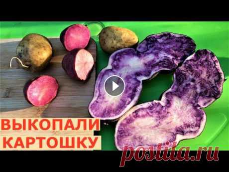 Засухоустойчивый сорт картофеля БАНБА. Фиолетовый картофель с фиолетовой мякотью сорт С488. Красный картофель с красной мякотью сорт OL RED. Помощь ка...