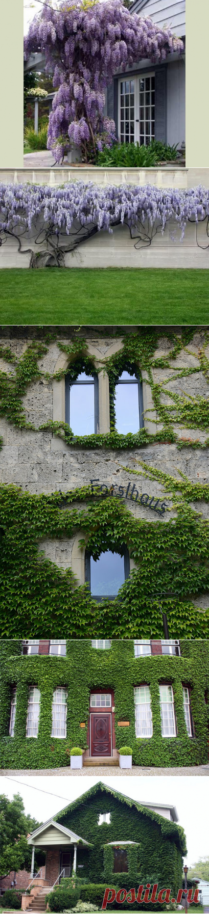 Мастера и умники: Вьющиеся растения в саду