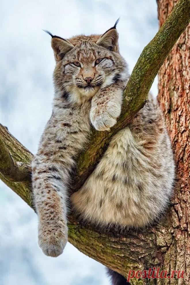 «Taiga Codex - tulipnight» — карточка пользователя tcuzminova в Яндекс.Коллекциях