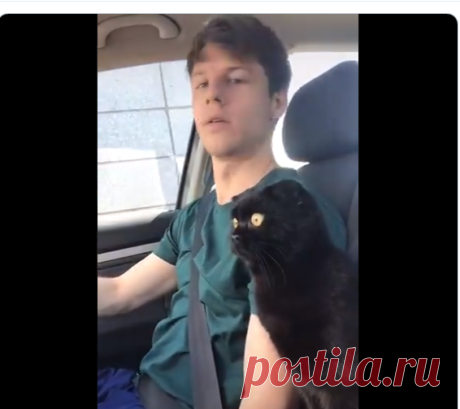Crazy Cats 🔥 on Twitter: "Funny Cat https://t.co/MO3YJkcJWW" / Twitter