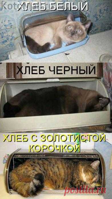 Население хлебниц