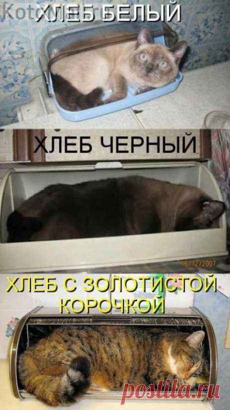 Население хлебниц