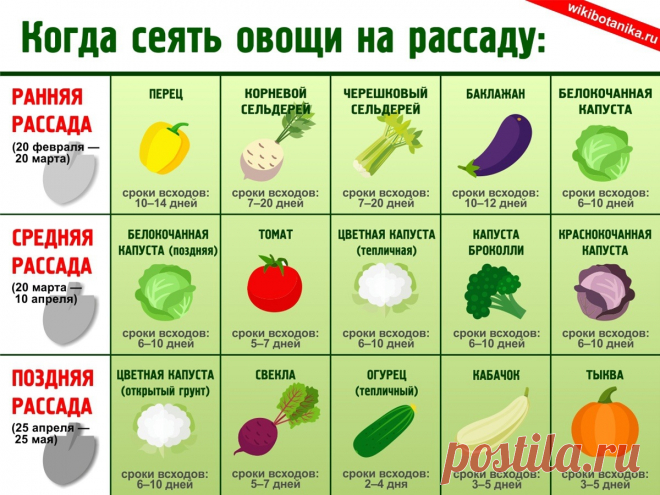 Когда сеять овощи на рассаду