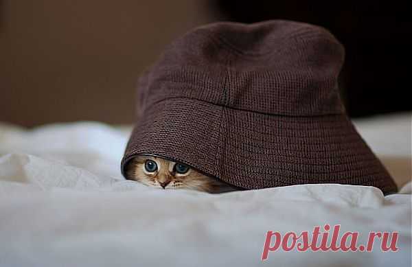 все дело в шляпе