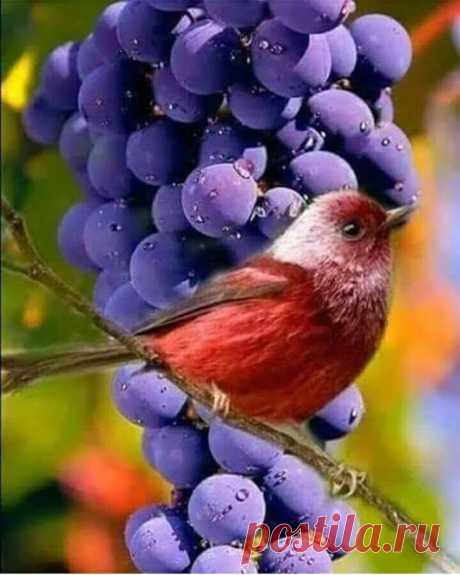 WOA Animal – Google+