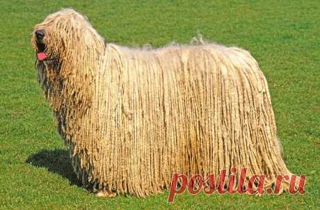 Самые необычные собаки: топ 10 пород | статьи рубрики “Дом” | Леди Mail.Ru