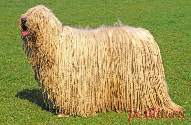 Самые необычные собаки: топ 10 пород | статьи рубрики “Дом” | Леди Mail.Ru