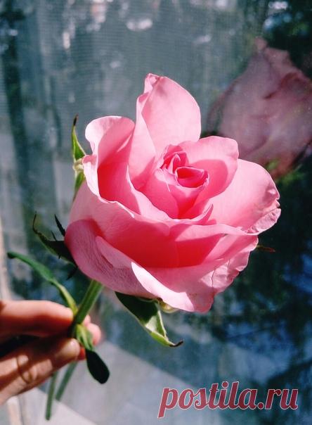 Каждый день - это маленькая жизнь. Пусть этот день будет наполнен приятными, счастливыми мгновениями и пусть радость присутствует во всём и везде. Доброго утра и прекрасного настроения!😊😘 Автор фото Аксинья Павлова