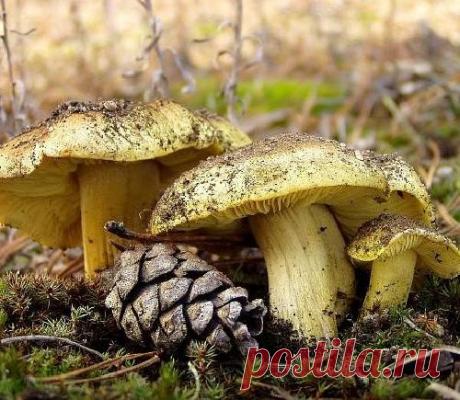 Определитель грибов. Как &quot;опознать&quot; съедобные и ядовитые грибы