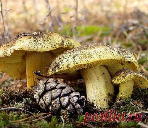 Определитель грибов. Как "опознать" съедобные и ядовитые грибы