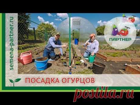 ОГУРЦЫ В ОТКРЫТОМ ГРУНТЕ: КАК ПРАВИЛЬНО ПОСАДИТЬ