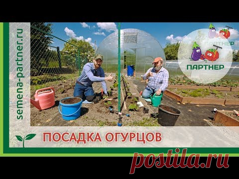ОГУРЦЫ В ОТКРЫТОМ ГРУНТЕ: КАК ПРАВИЛЬНО ПОСАДИТЬ