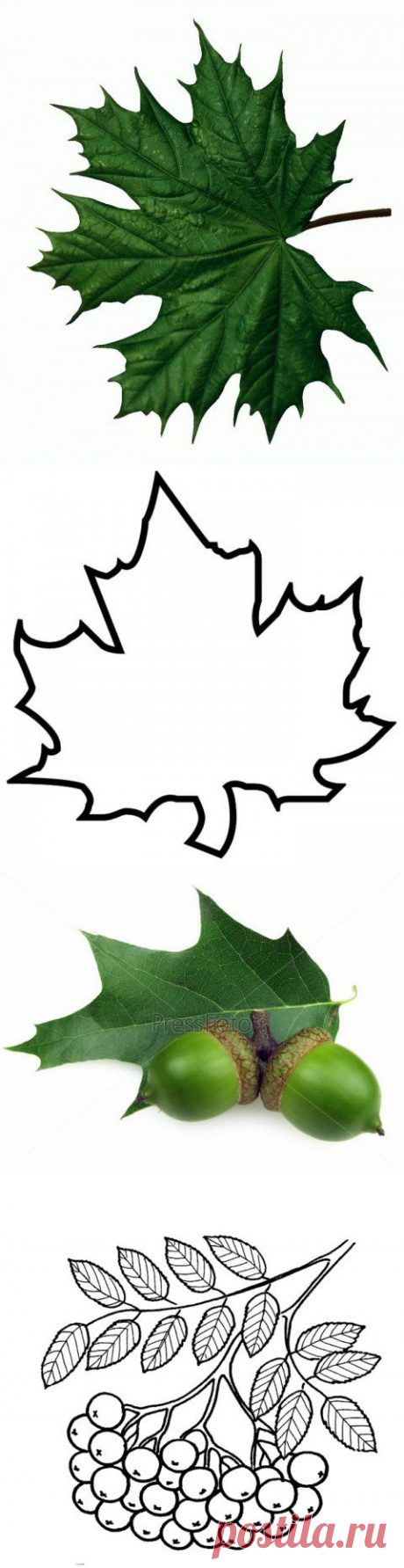 ШАБЛОНЫ И КАРТИНКИ ЛИСТЬЕВ РАЗНЫХ ДЕРЕВЬЕВ