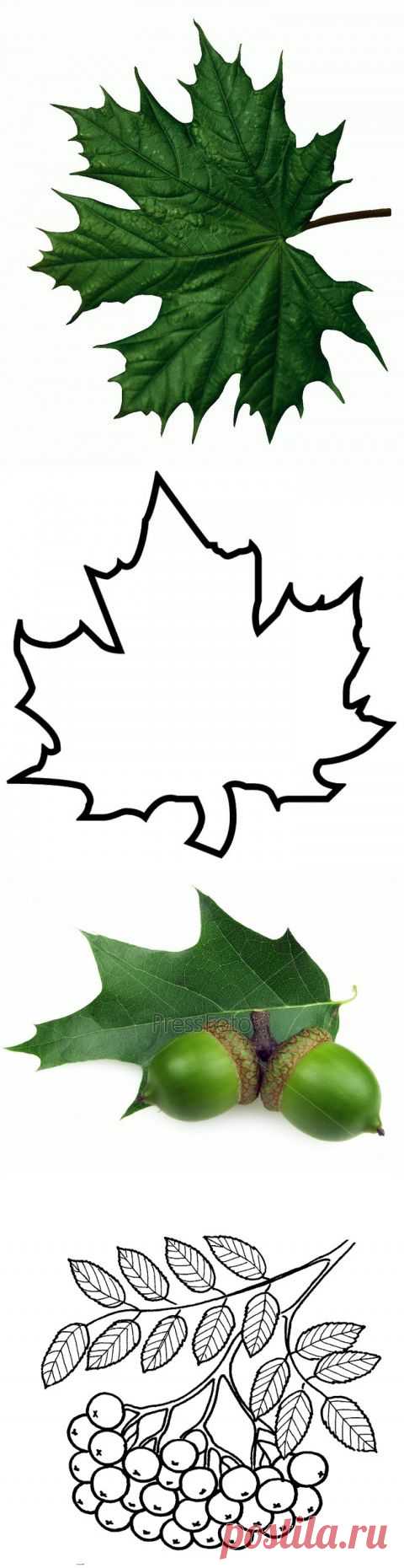 ШАБЛОНЫ И КАРТИНКИ ЛИСТЬЕВ РАЗНЫХ ДЕРЕВЬЕВ