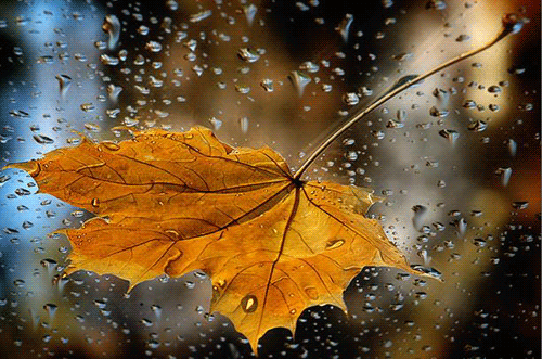 84434610_9665332623e1.gif (500×331)