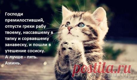 Воскресная котовасия