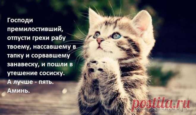 Воскресная котовасия