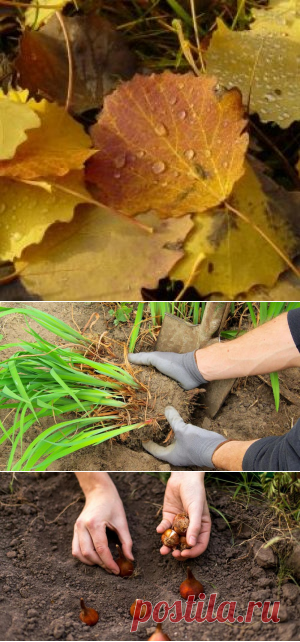 8 непростительных ошибок, которые вы совершаете каждую осень | Дела огородные (Огород.ru)