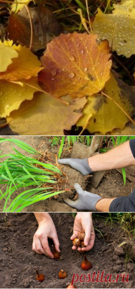 8 непростительных ошибок, которые вы совершаете каждую осень | Дела огородные (Огород.ru)