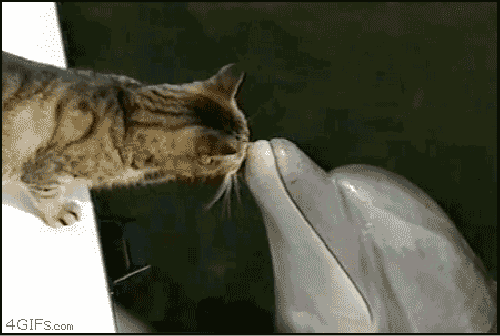 h-9681.jpg (500×336)