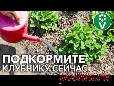 🍓ХОТИТЕ МНОГО КРУПНОЙ И СЛАДКОЙ КЛУБНИКИ? Подкормите ЭТИМ удобрением во время цветения