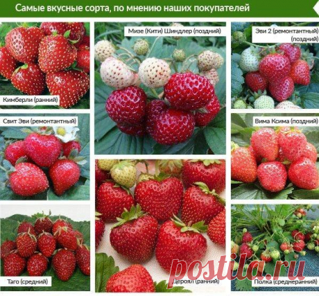 Земляника садовая от Агрофирмы Поиск: лучшие сорта в интернет-магазине