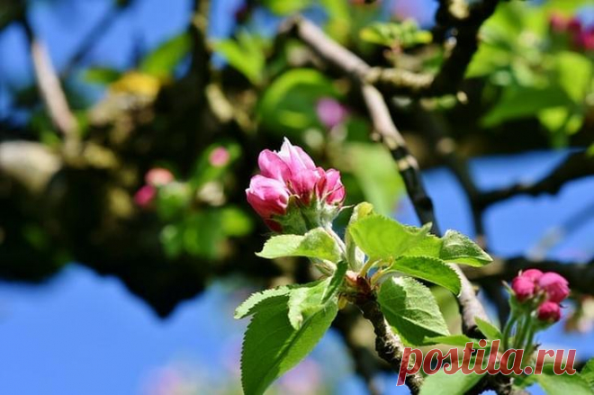 3 дерева со съедобной листвой и пользой для здоровья в вашем саду На удивление мало написано о съедобных листьях у деревьев и кустарников, учитывая их важность в оздоровительном рационе. А между тем как минимум три кандидата, скорее всего, растут прямо в вашем саду! Или вы можете легко посадить их и собирать целебный лиственный урожай