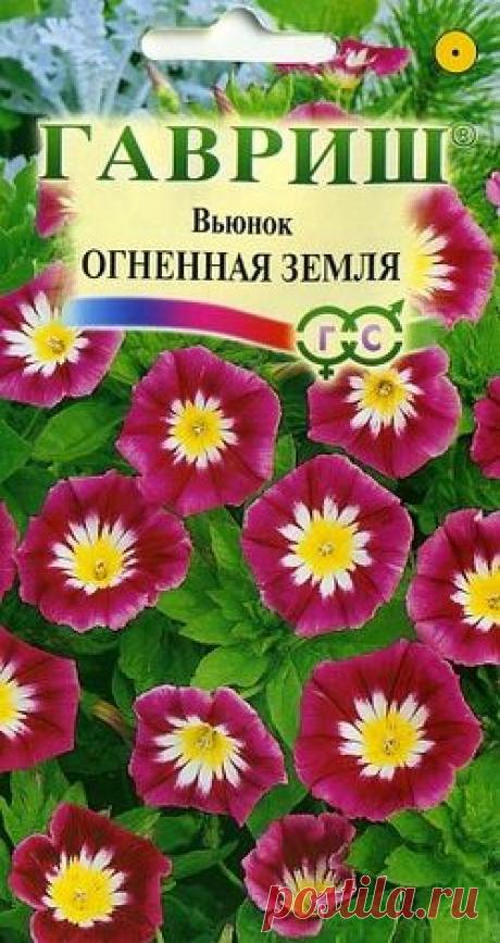 Вьюнок "Огненная земля"
