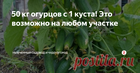50 кг огурцов с 1 куста! Это возможно на любом участке На самом деле никакого чуда нет. Правильно приготовленная подкормка делает свое дело. Главное регулярность внесения - 1 раз в неделю и вы получите заветные килограммы вкусных овощей.
Это немного другое - не обычная травяная бражка, которую делают почти все садоводы, а компостный чай, приготовленный быстро и без покупных составляющих. Купить нужно только черные мешки для мусора.
Главное что в отлич