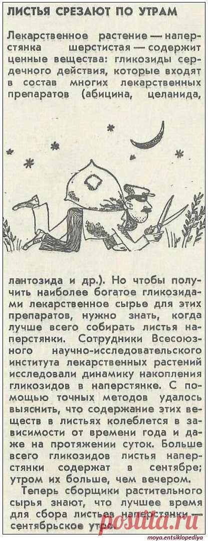 Когда собирать наперстянку шерстистую