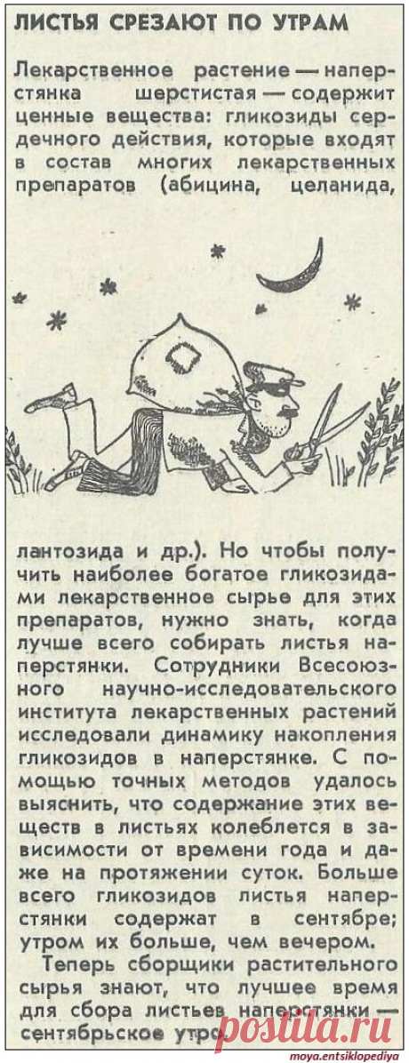 Когда собирать наперстянку шерстистую