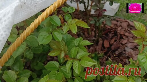 ВОССТАНАВЛИВАЕМ РОЗЫ ПОСЛЕ ЗАМОРОЗКОВ. НАЧИНАЮЩИМ | РОЗОВОЕ ХОББИ | Дзен
