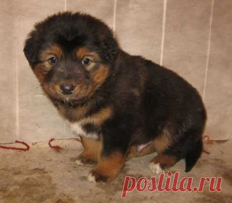 Далитэшкины  щеночки.