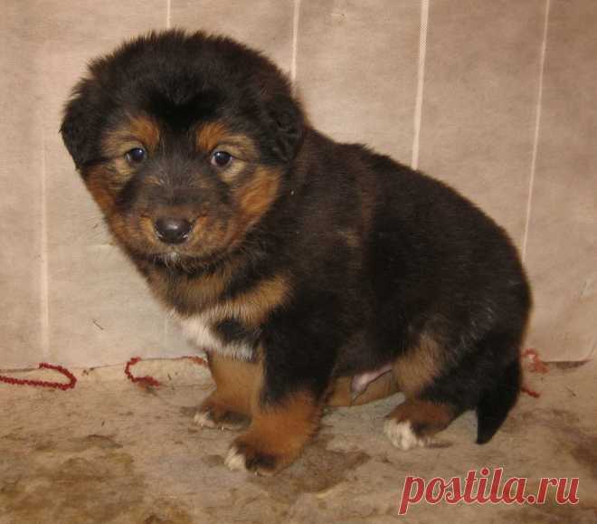 Далитэшкины  щеночки.