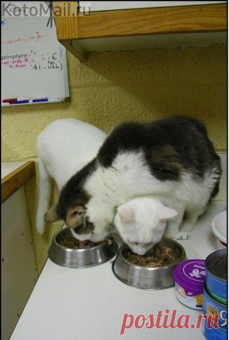 Из чужой тарелки вкуснее