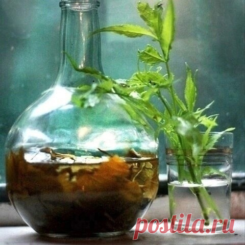 ЭЛИКСИР ДОЛГОЛЕТИЯ В ДОМАШНИХ УСЛОВИЯХ