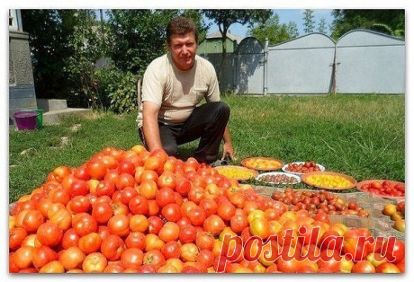 Волшебный бальзам для роста помидоров от садовода-огородника Владимира Андриянина

В бочку насыпаем одну треть крапивы, ведро коровяка, 2 лопаты золы, 2 кг дрожжей, 3 литра сыворотки. Настаивается две недели. Затем нужно поливать под корень - и помидоры растут как на дрожжах.

- Как справляетесь с фитофторой?
- Самое главное в борьбе с фитофторой - как можно раньше начать обработку растений. Когда-то я посещал занятия в сельскохозяйственном институте, там один профессор ут...