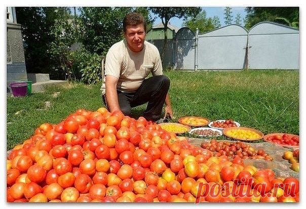 Волшебный бальзам для роста помидоров от садовода-огородника Владимира Андриянина

В бочку насыпаем одну треть крапивы, ведро коровяка, 2 лопаты золы, 2 кг дрожжей, 3 литра сыворотки. Настаивается две недели. Затем нужно поливать под корень - и помидоры растут как на дрожжах.

- Как справляетесь с фитофторой?
- Самое главное в борьбе с фитофторой - как можно раньше начать обработку растений. Когда-то я посещал занятия в сельскохозяйственном институте, там один профессор ут...