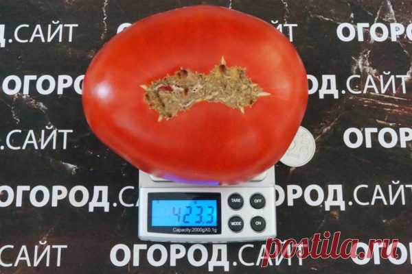Томат Минусинский медведь, семена купить | ОГОРОД.сайт