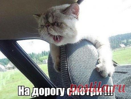 Без кота и жизнь не та... | Кому за пятьдесят