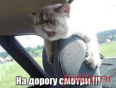 Без кота и жизнь не та... | Кому за пятьдесят