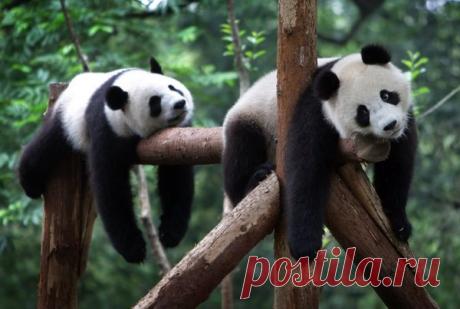 Как победить лень? | Записки ведуньи | Яндекс Дзен