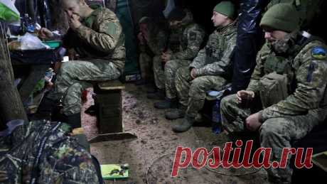 Украина мобилизует кошек для борьбы с полчищами мышей, пожирающих снаряжение | 3 декабря 2023 - Новости Mail.ru